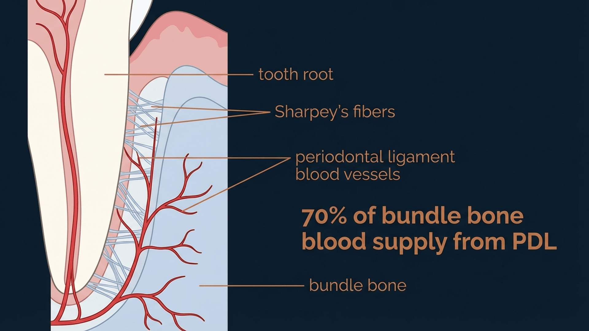 Diagram showing periodontal ligament blood supply to bundle bone with vascular network