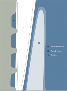 Socket shield histology illustration