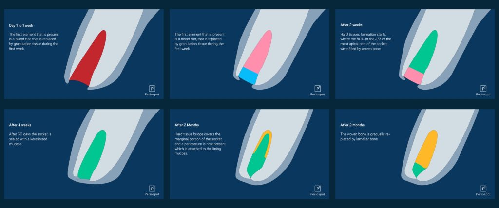 Bone Dynamics resized